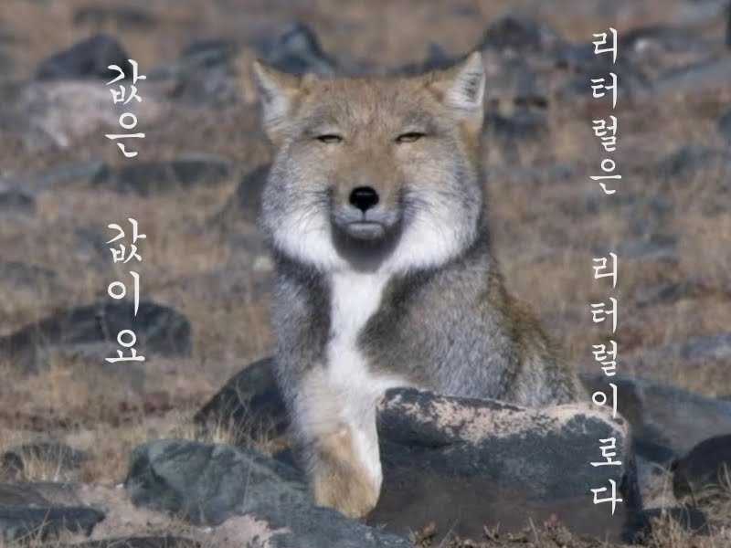 tibetFox